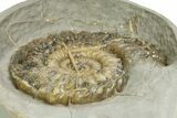Jurassic Ammonite (Oistoceras) Fossil In Concretion - England #350951-2
